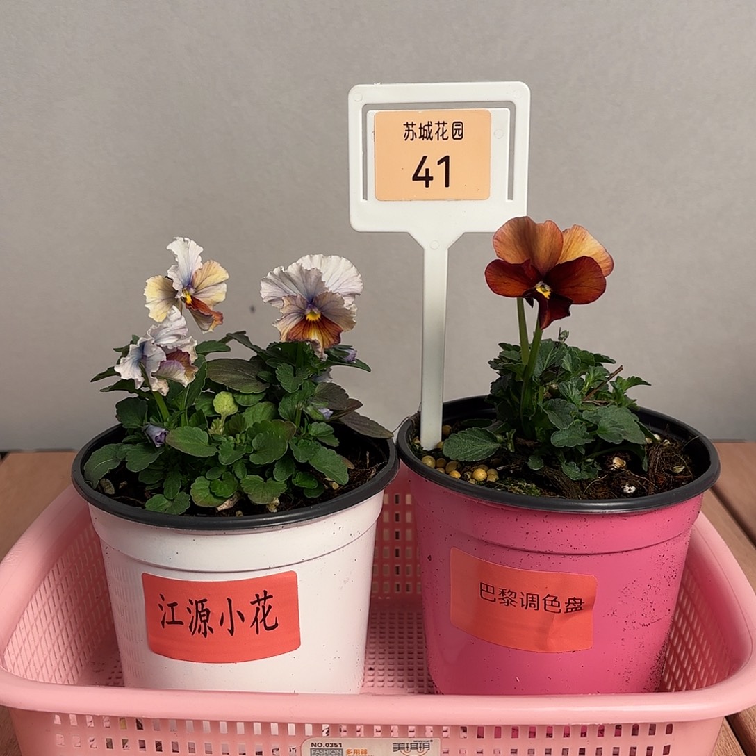 大部分开放少量花苞41