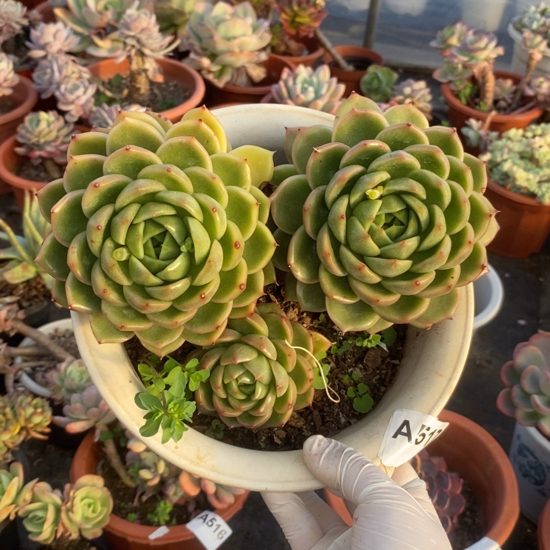 517白玫瑰一物一拍