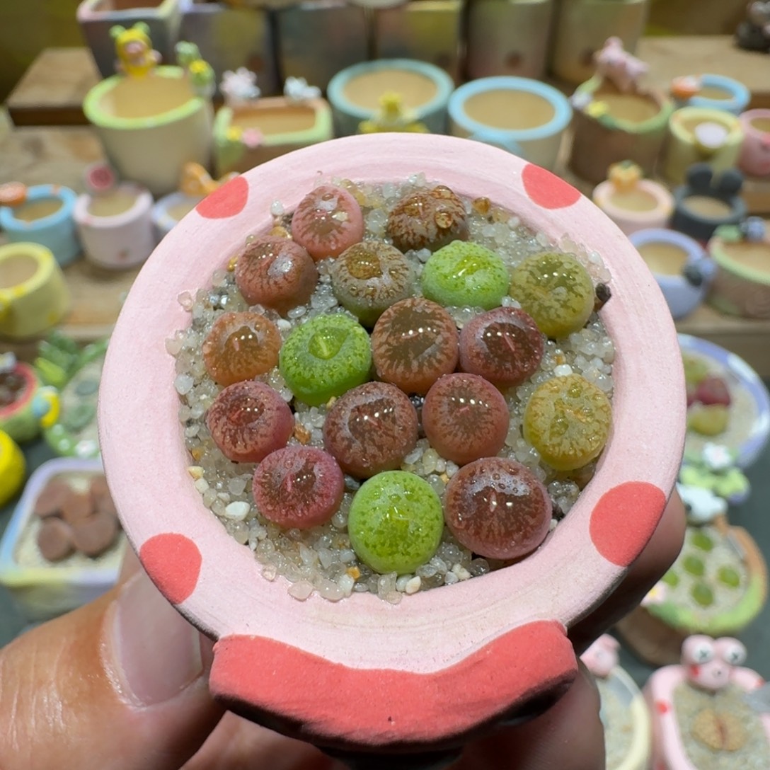 蘑菇1131彩虹日轮多肉植物