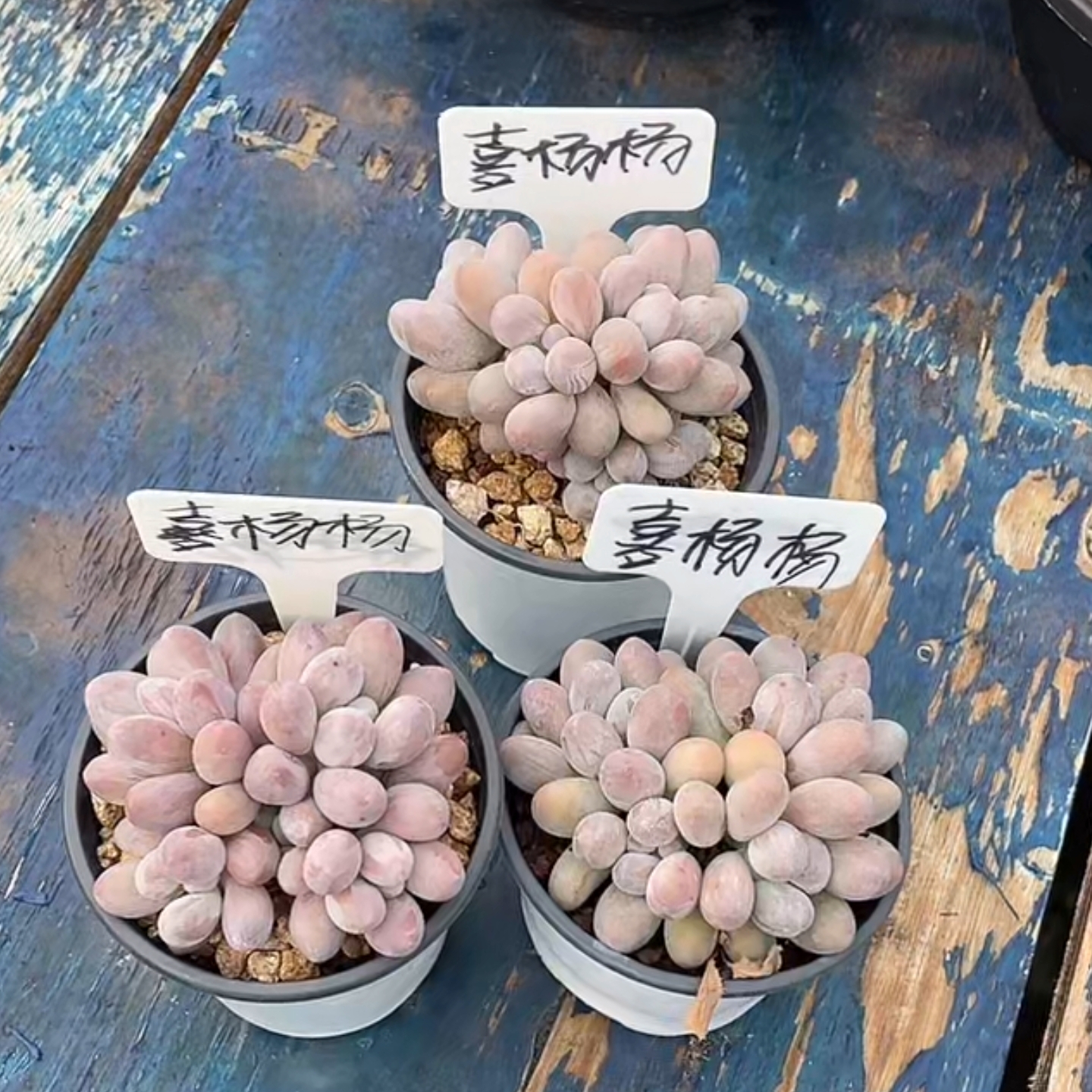 精品多肉植物 一物一拍