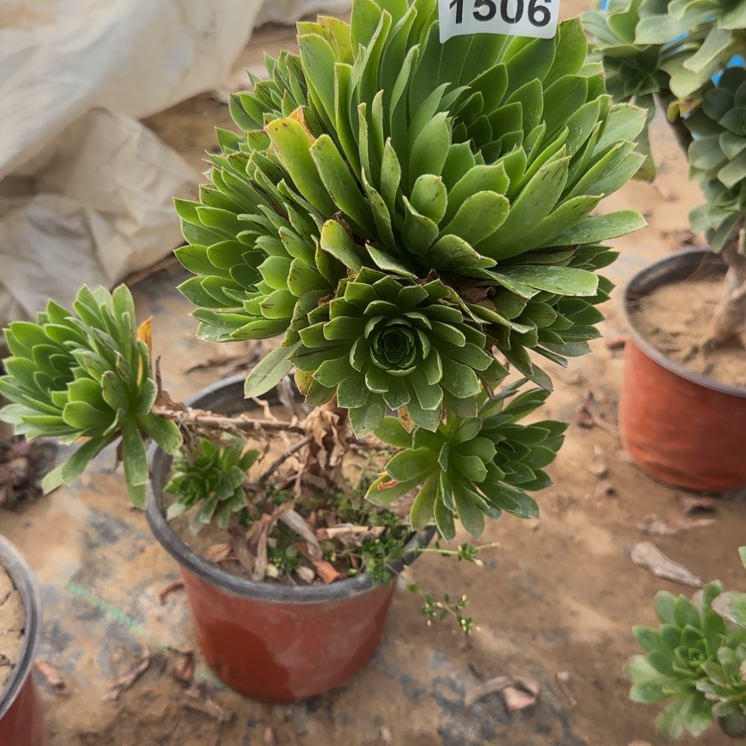 木法沙多肉1506满28包邮断枝不包