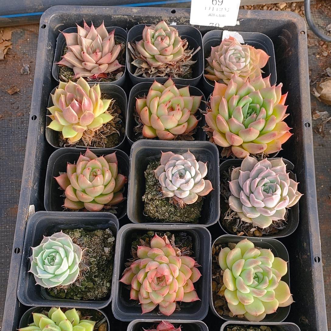 【闪购商品】云69号