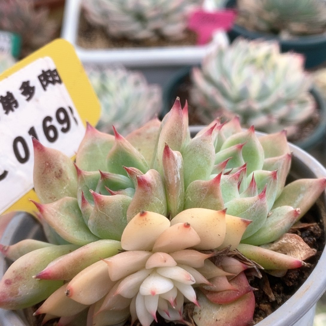 169锦锦锦锦锦锦锦