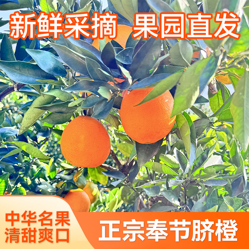【奉节脐橙】（十年老树）果园直发奉节水果生鲜橙子脆嫩化渣坏果包赔