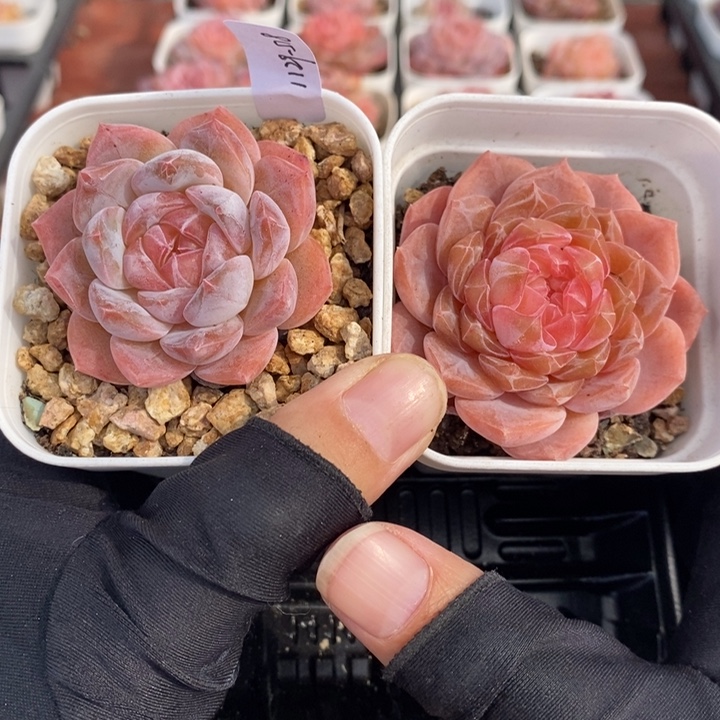 1129-518，粉魄2个