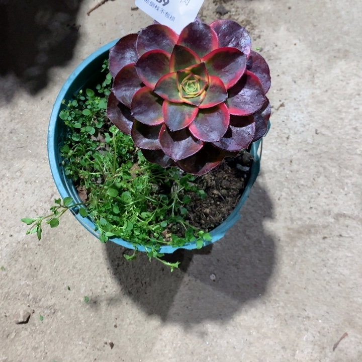 风**雅769魅影多肉植物