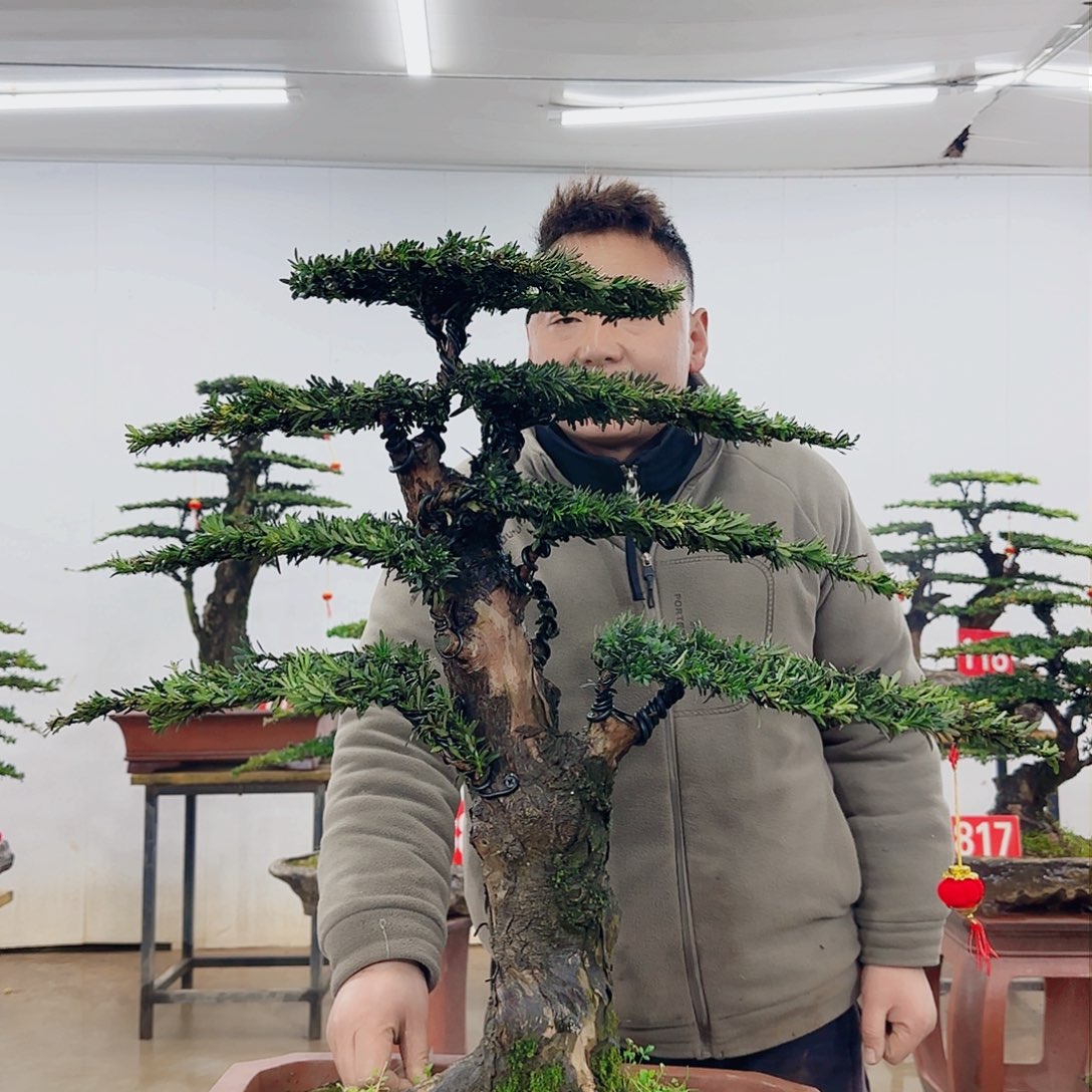 半*湾盆景制作过程非常