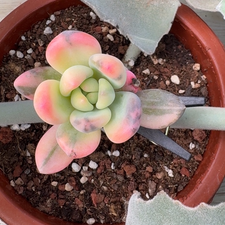 紫丽殿锦一物一拍