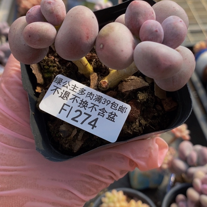 彩虹奶双头274多肉植物