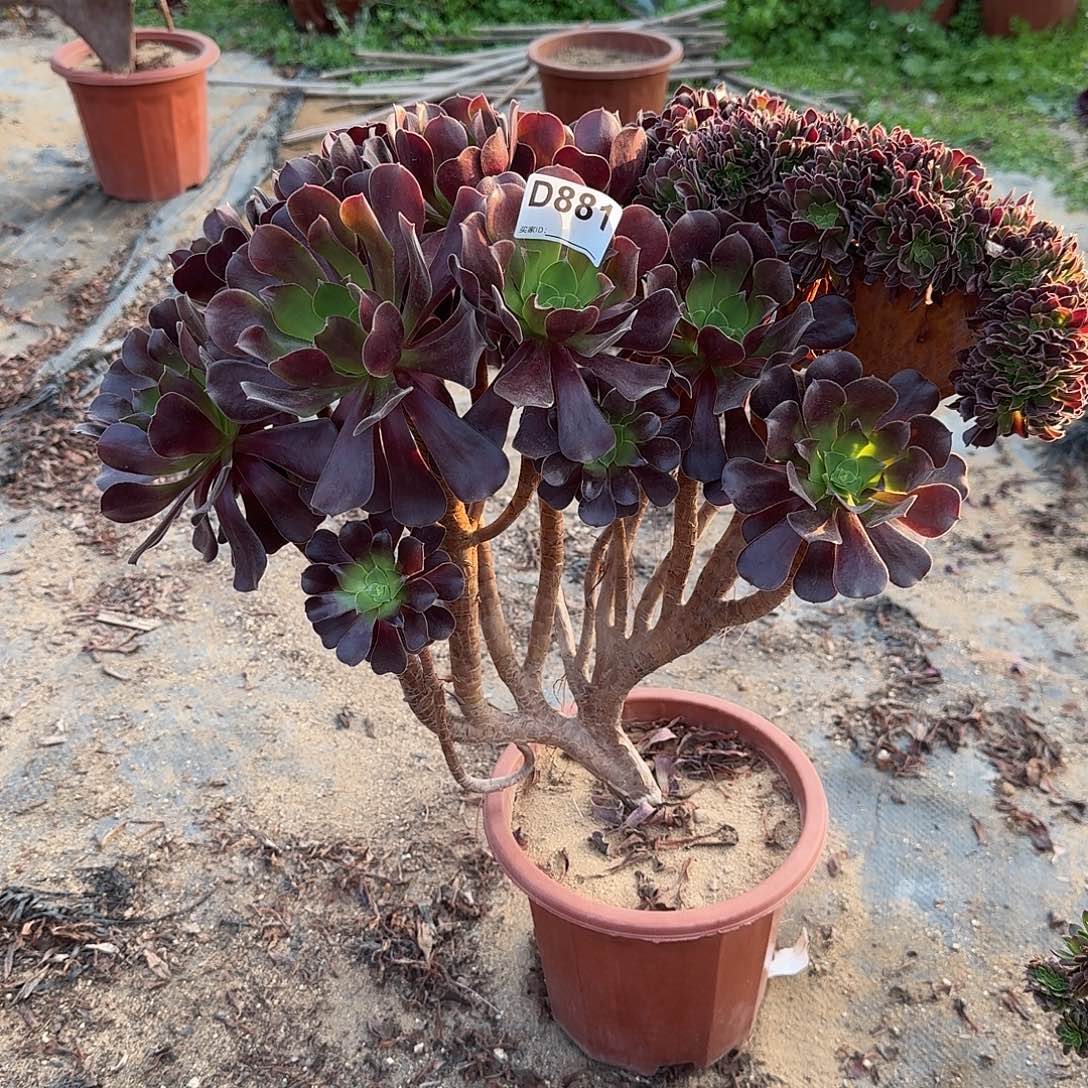 881欧紫朵朵一颗呀呀