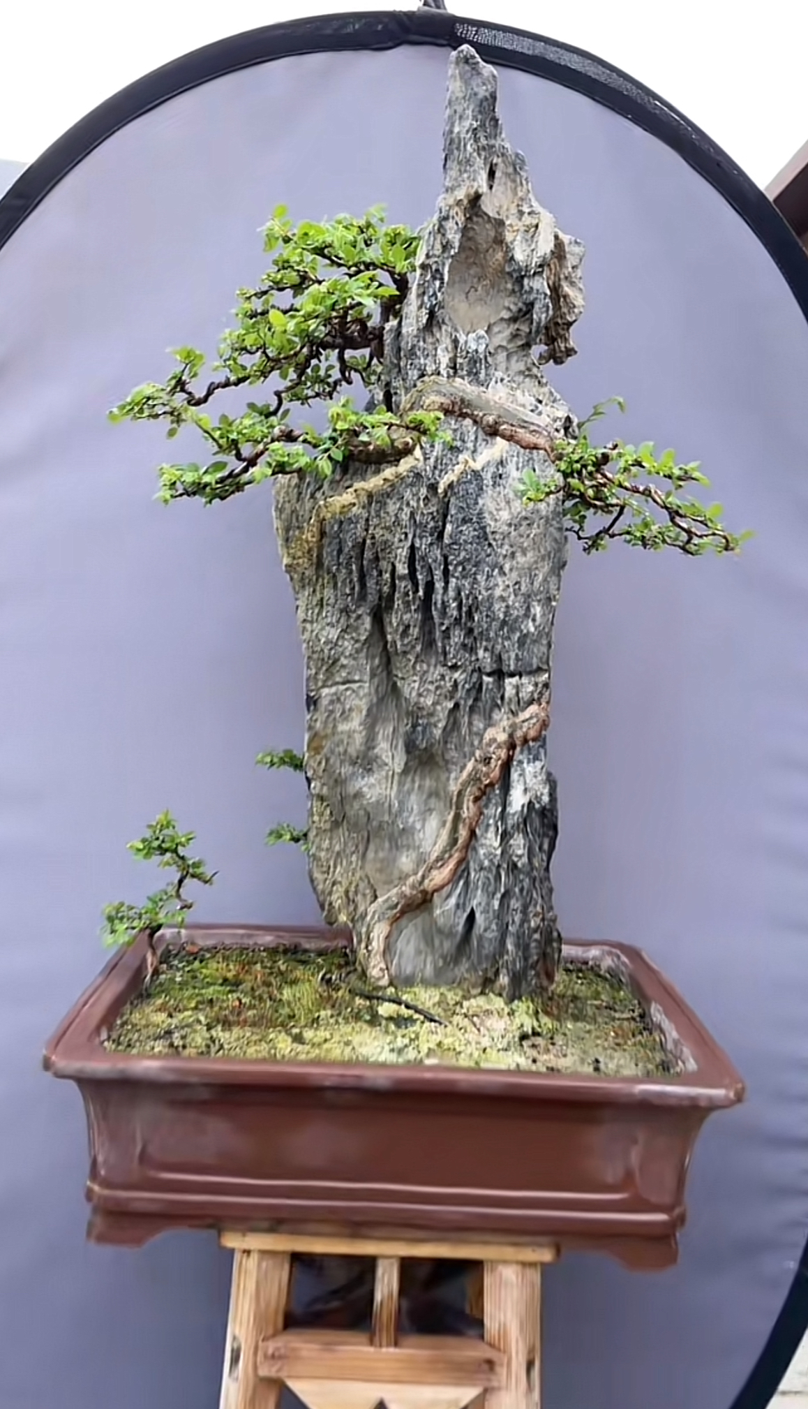 黄荆迎客松罗汉松盆景直播间下单私拍随机发具有观赏性盆栽老桩