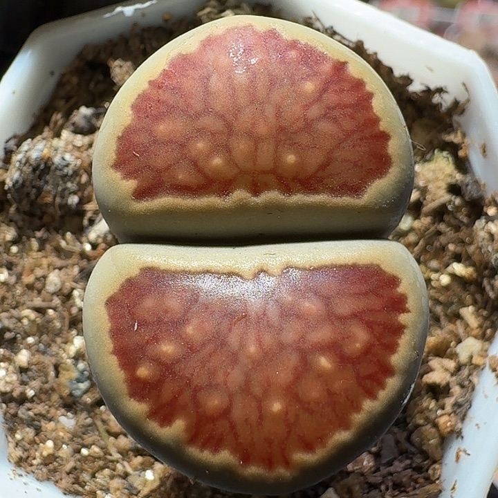 生石花1122222。   131
