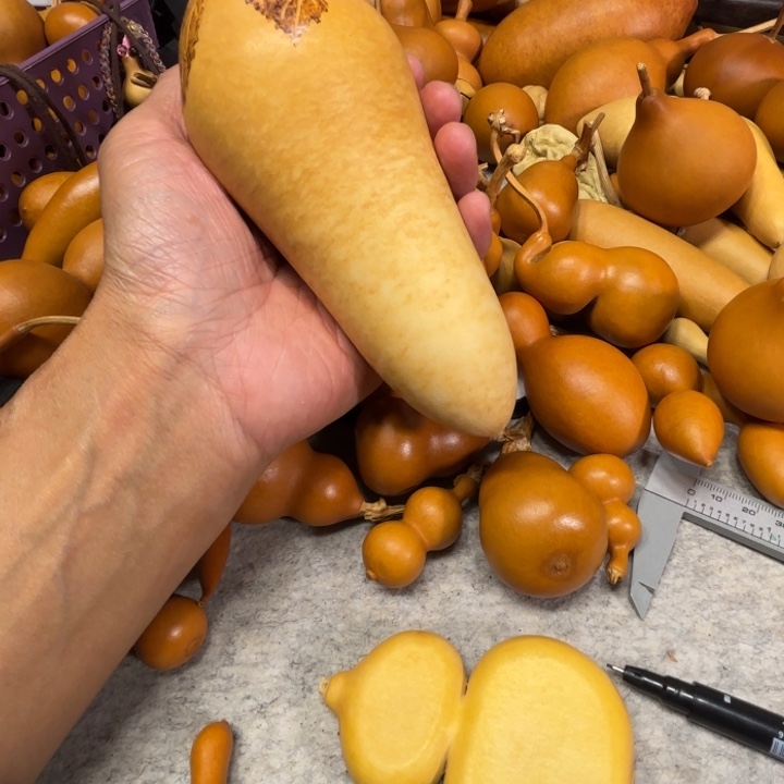 M***月八月的一把花心大萝卜