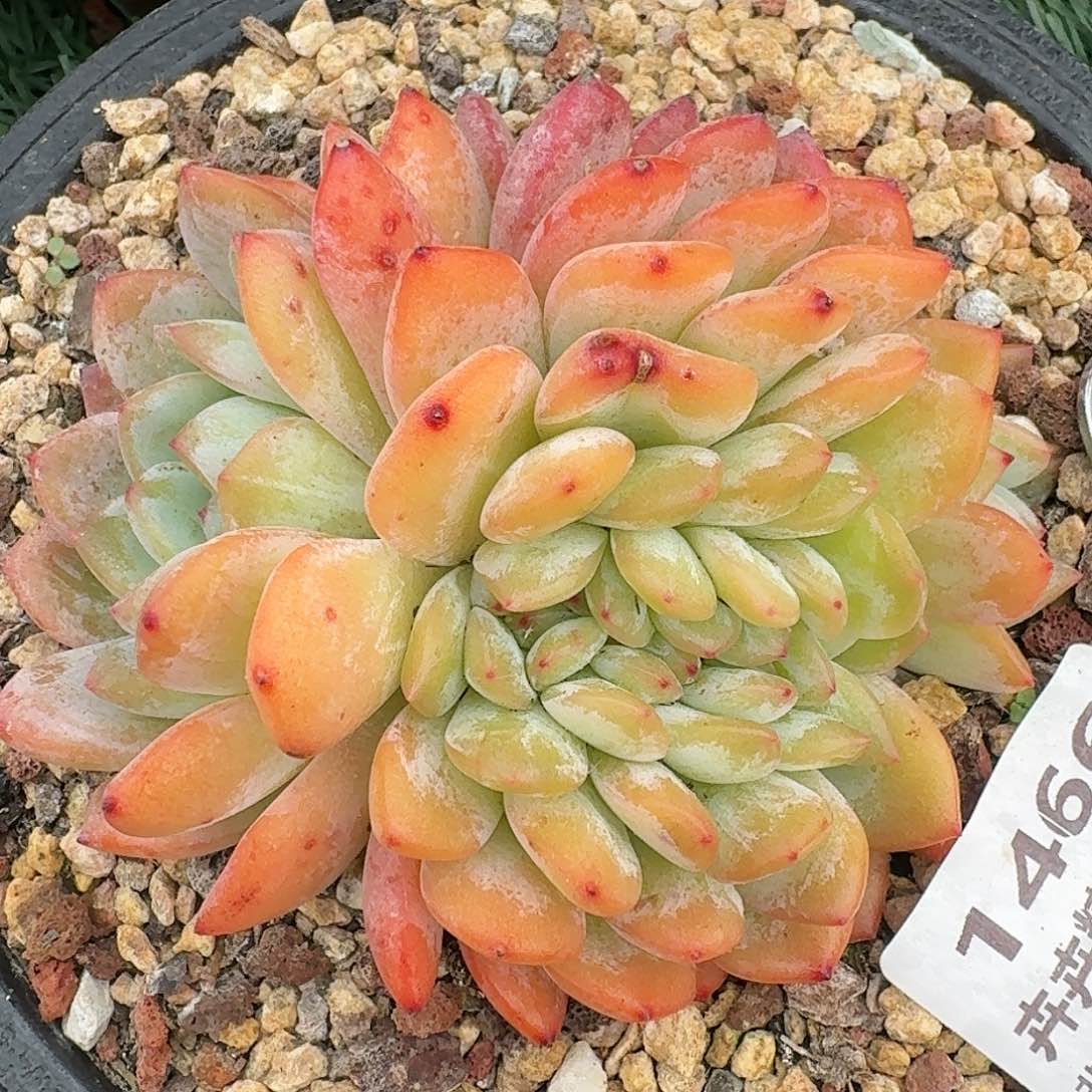 1466一物一拍（满28包邮