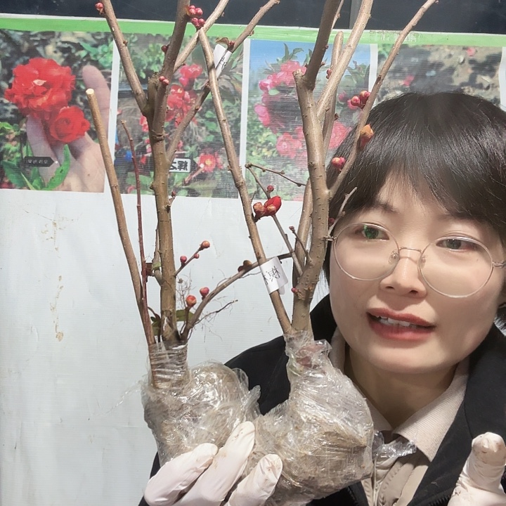 完全开放两年榠栌一棵