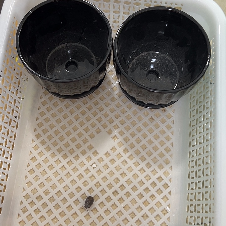 微瑕陶瓷花盆满9.9发