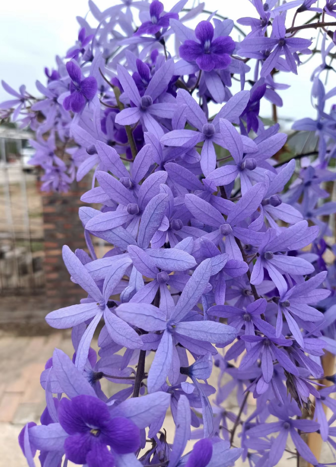 泰国大叶蓝花藤许愿藤庭院爬藤植物四季开花紫色花卉秋海棠牡丹花