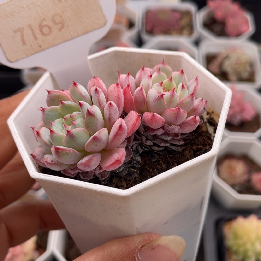 白姬莲7169-6.0厘米