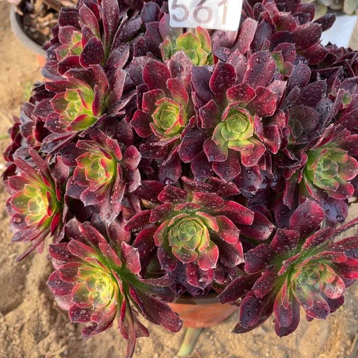 561多肉植物安娜