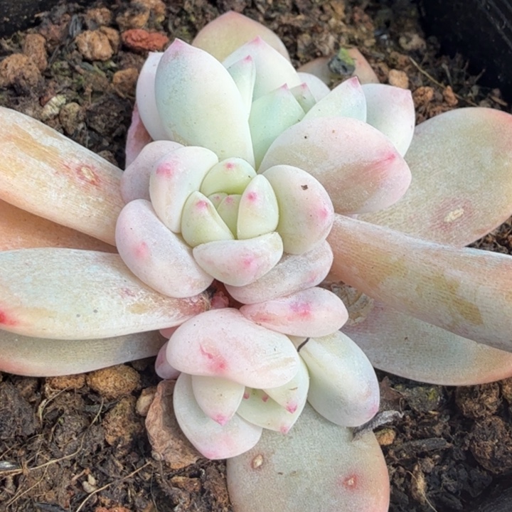 橙梦露锦来看腹轮锦底座群