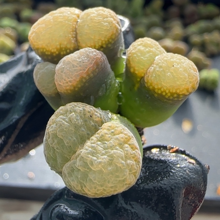 多肉植物大型麒麟 12 号