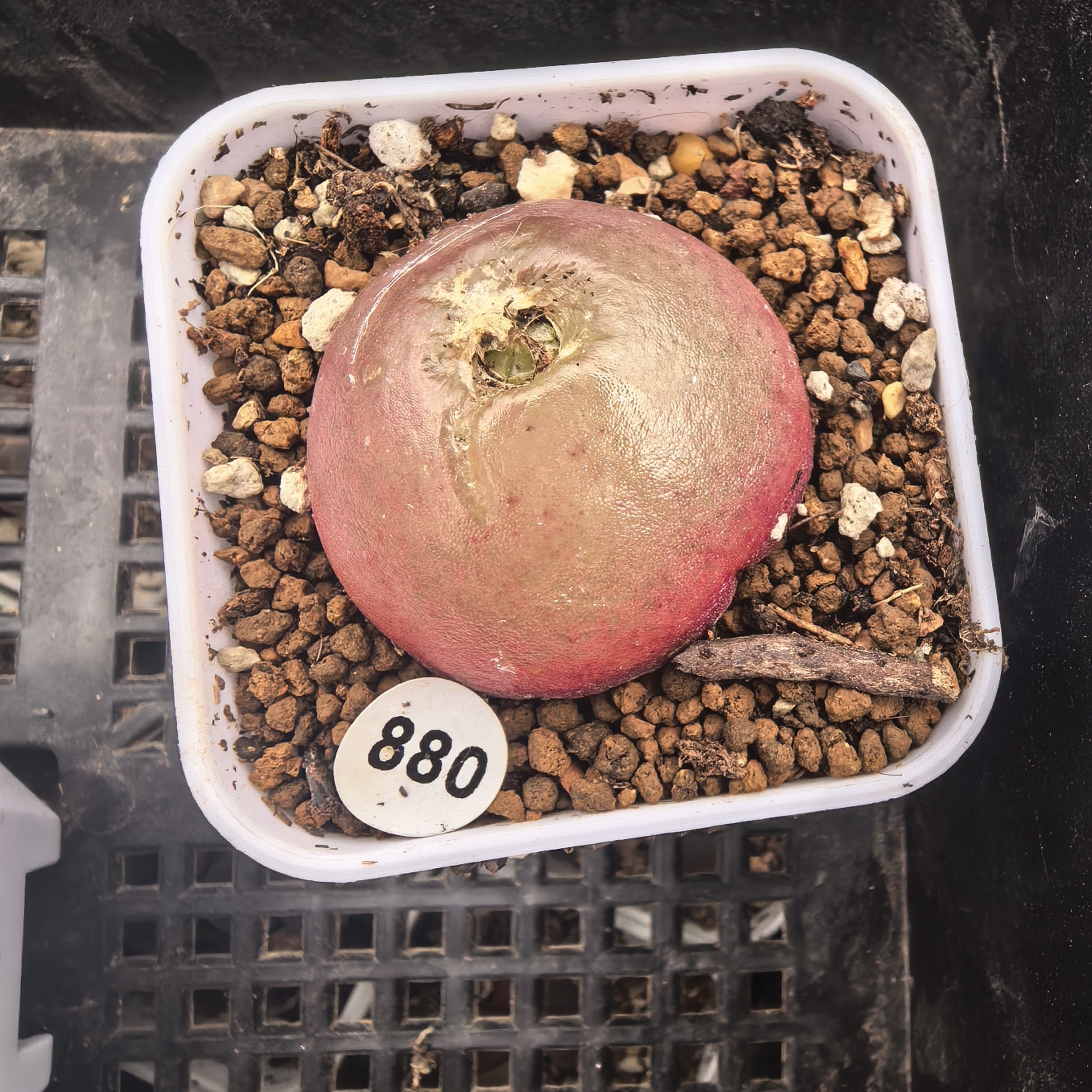 灯泡3-3.2CM（瑕疵）带盆多肉880