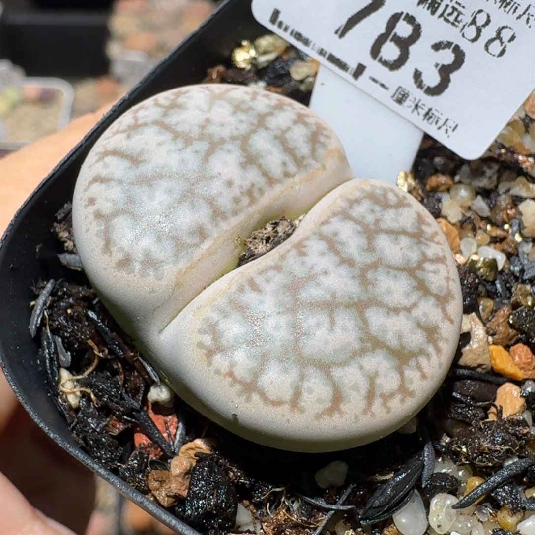 Ss清货价便宜出783