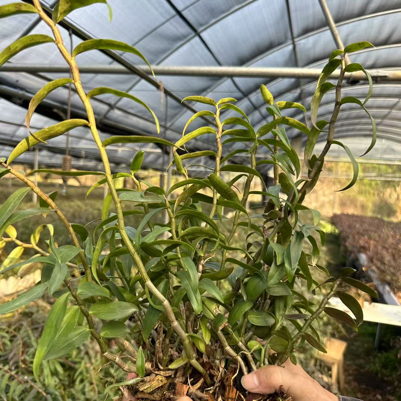 温州雁荡山两年生铁皮石斛无剪枝室内外种植懒人可食用绿植可开花