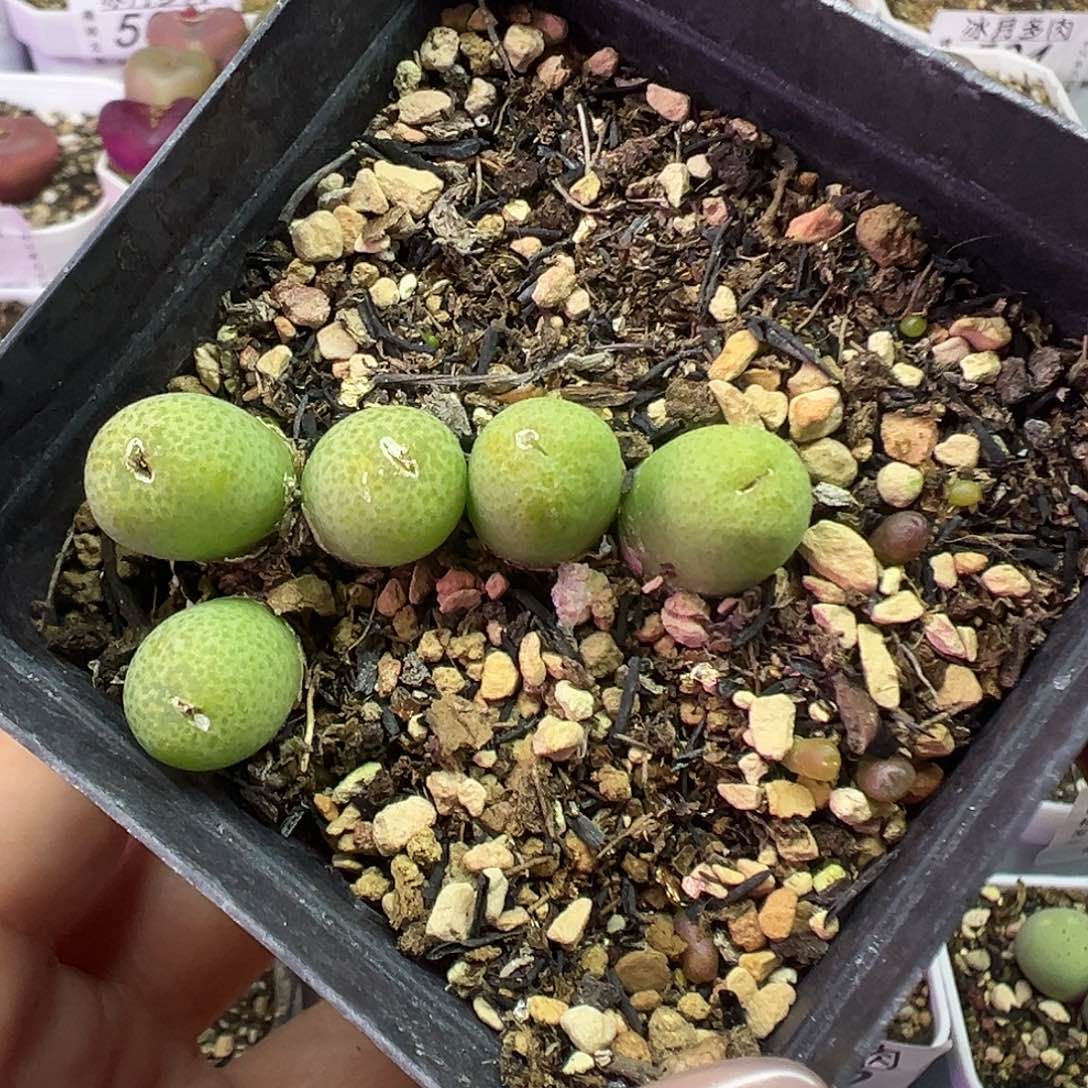 5头玉米带盆土发货