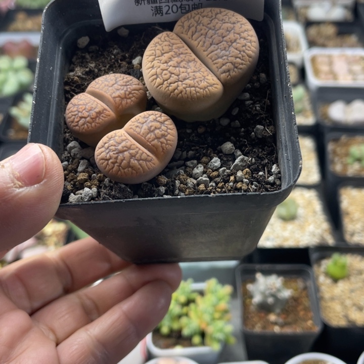 佳人园艺 老周多肉上福利啦060