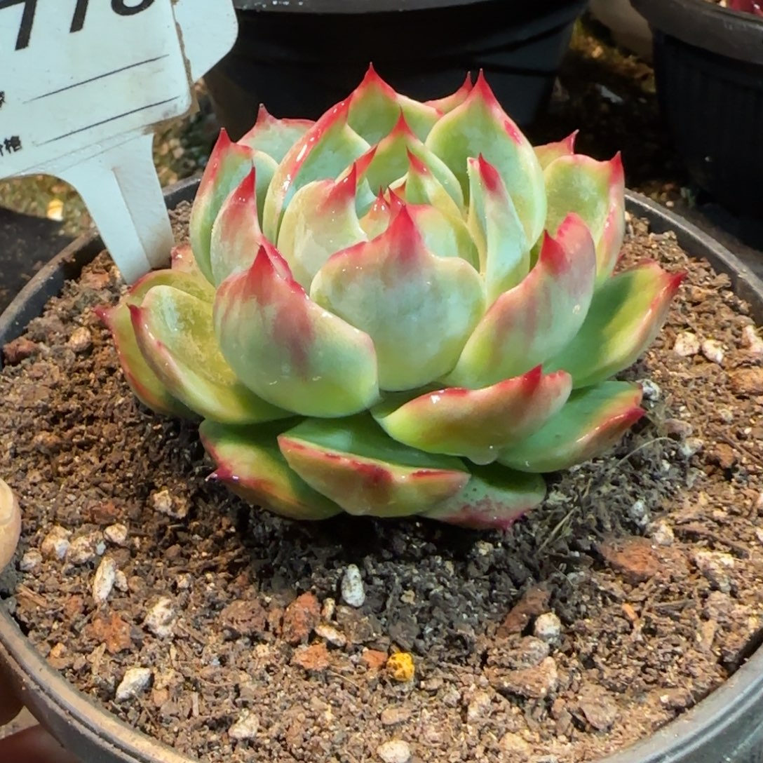 花脸包子惊鸿一物一拍包装收缩花旱778