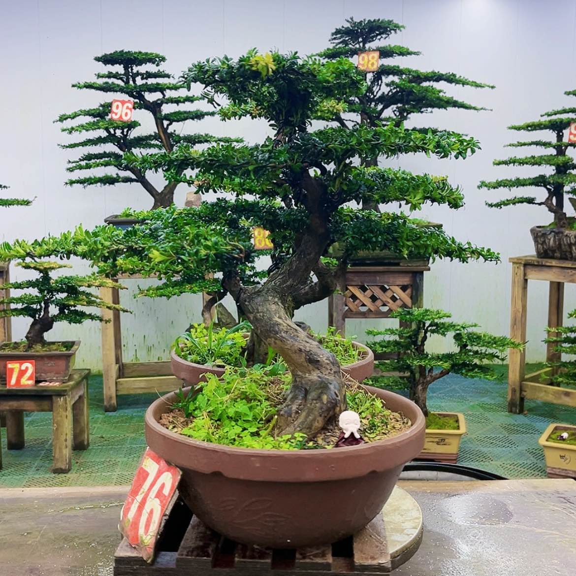 【闪购商品】无花朵