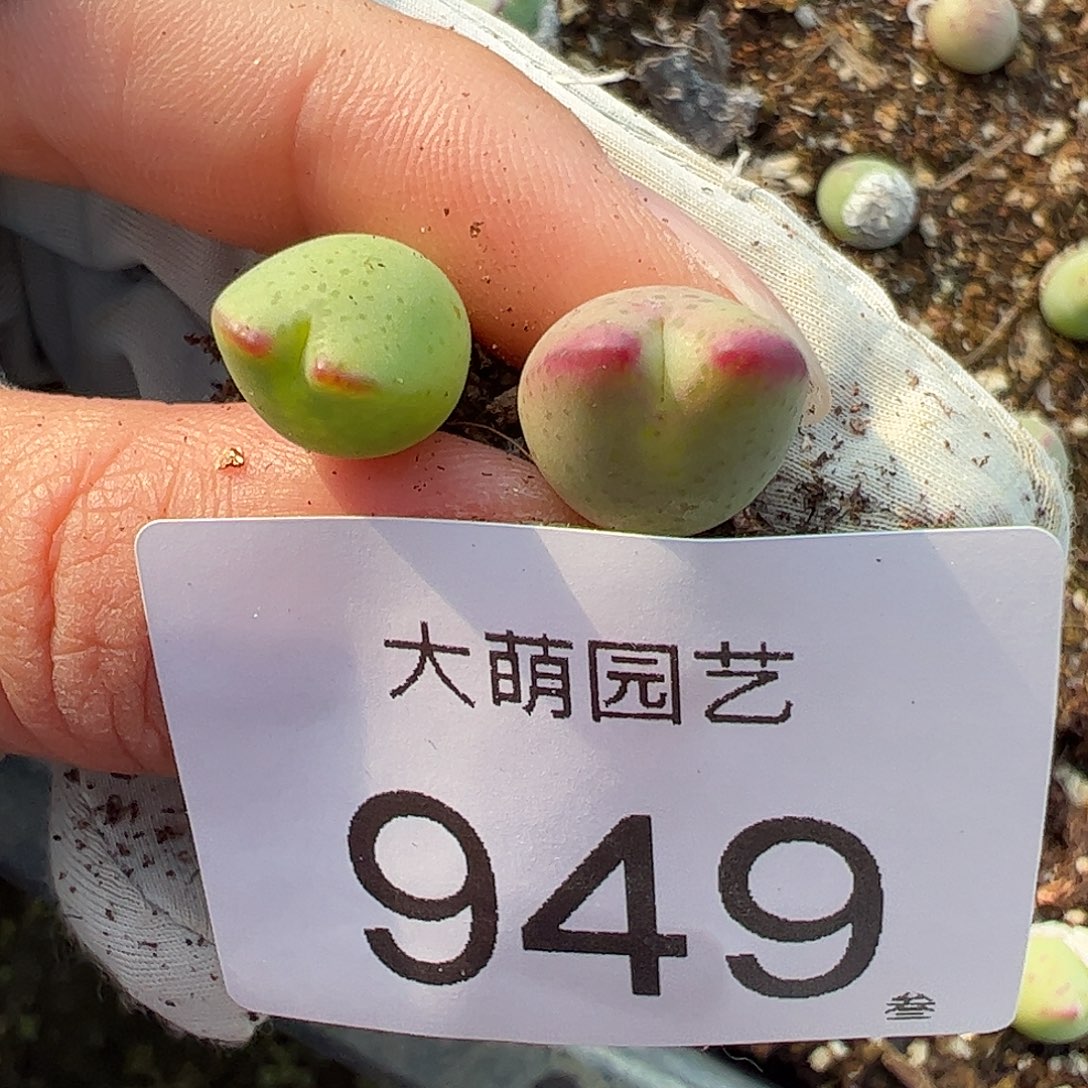 一物一拍正版白花大枪。 949