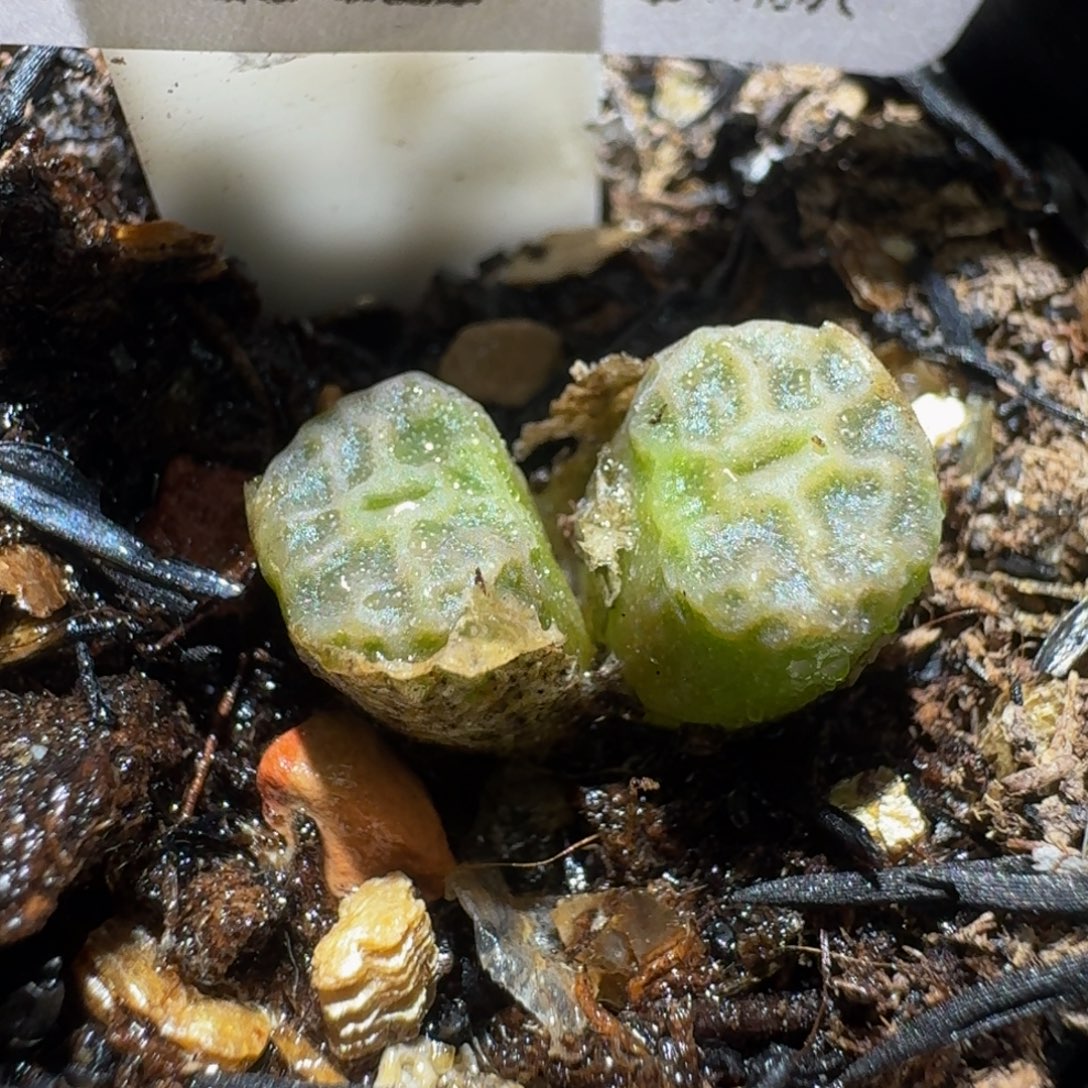 Ssss精品生石花1744