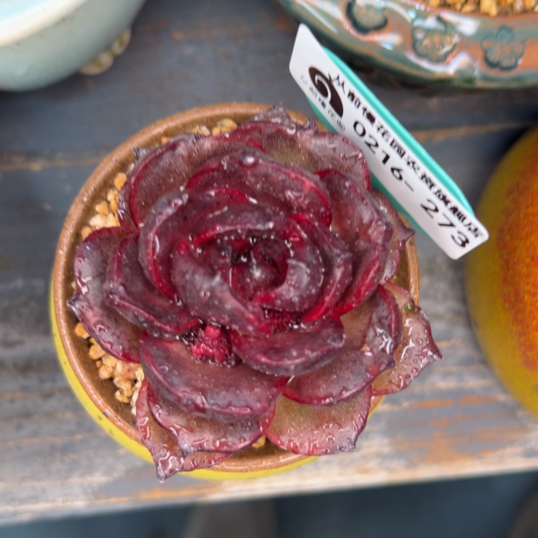 多肉一物一拍0216-273