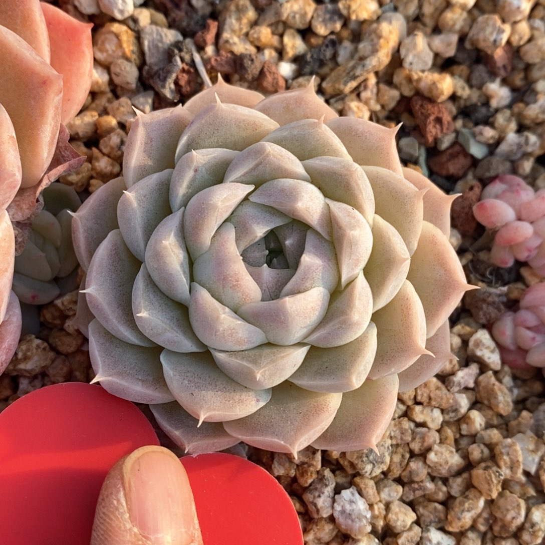 精品多肉一物一拍不包整93