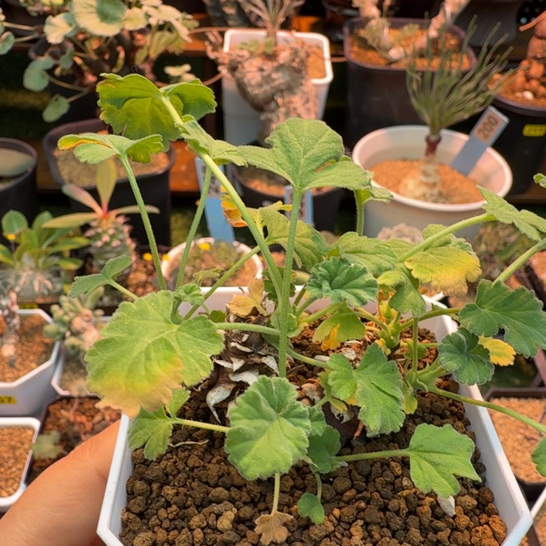 松果洋葵141 仙人掌