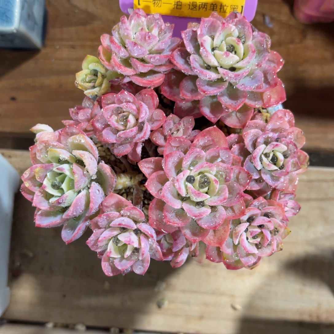 哎***°云尘多肉一物一拍不含盆