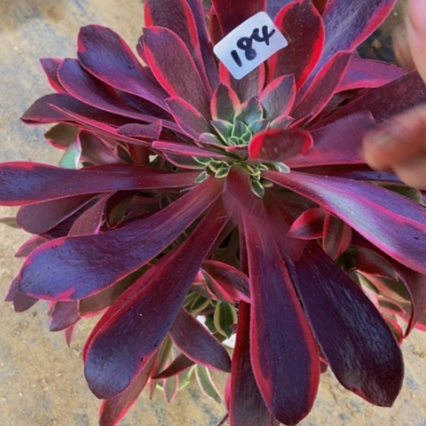 金丝雀多肉184多肉不包断