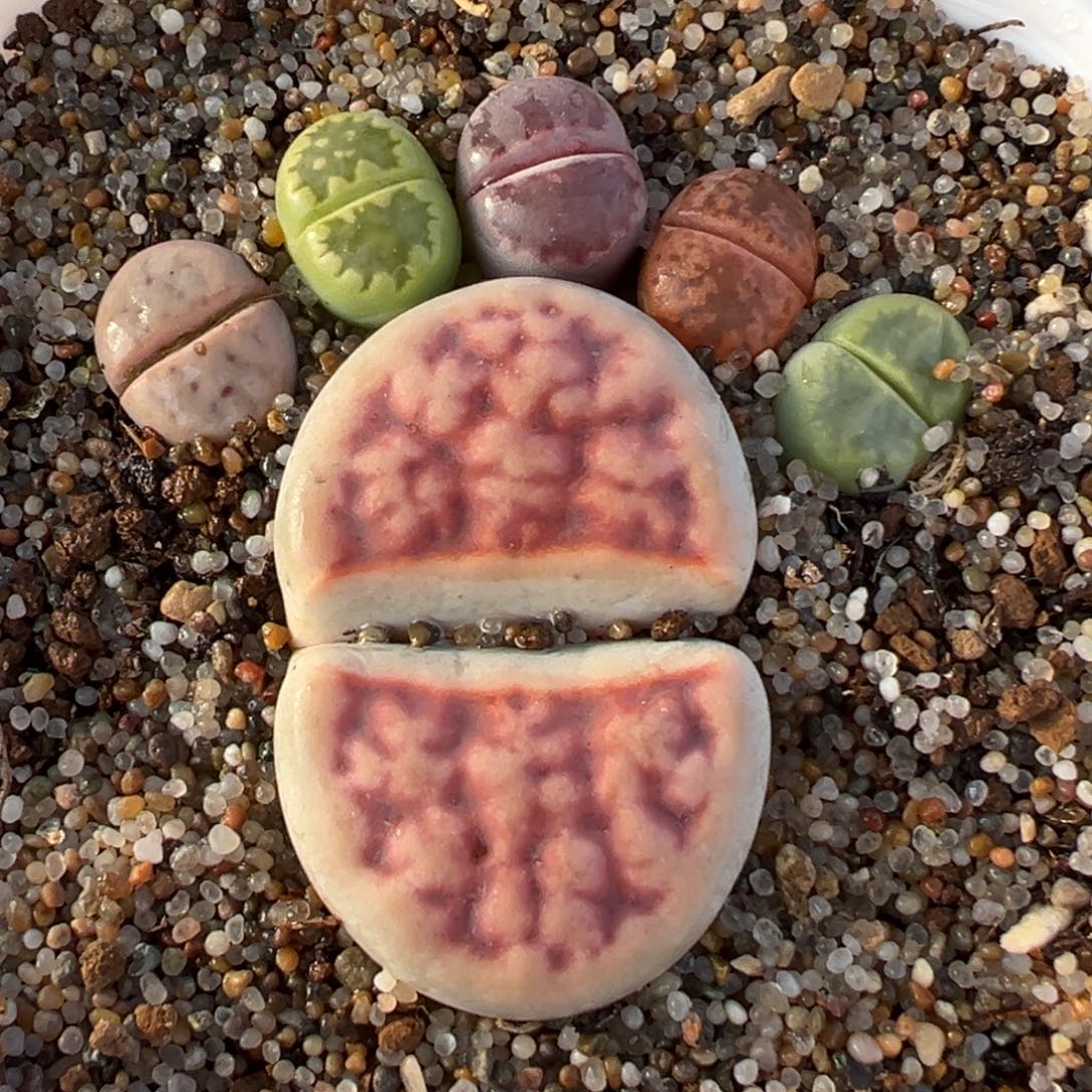 054多肉植物种类多样