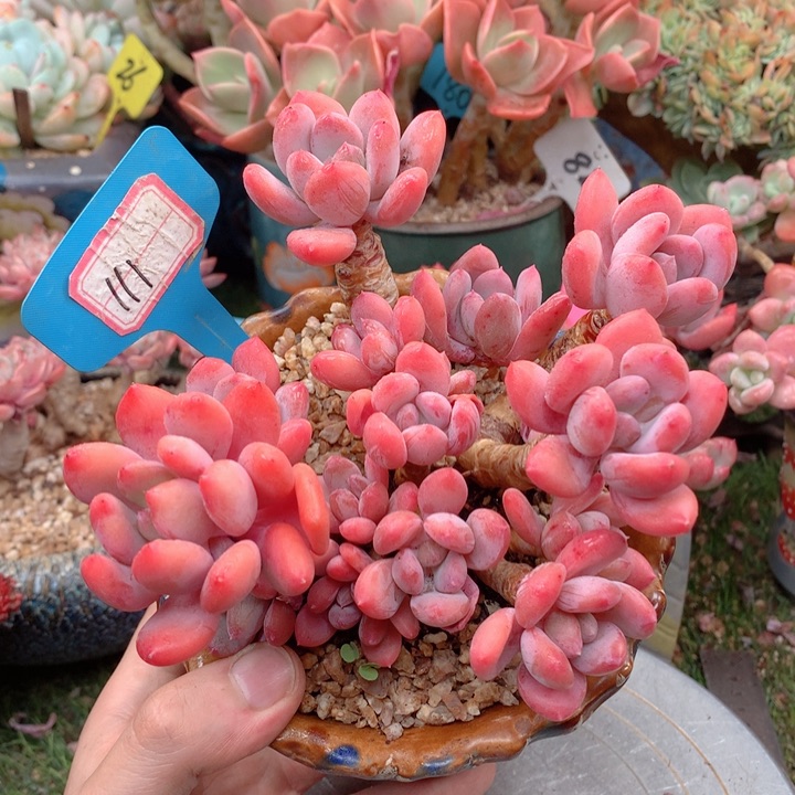 欢喜多肉一物一拍 灰姑娘111