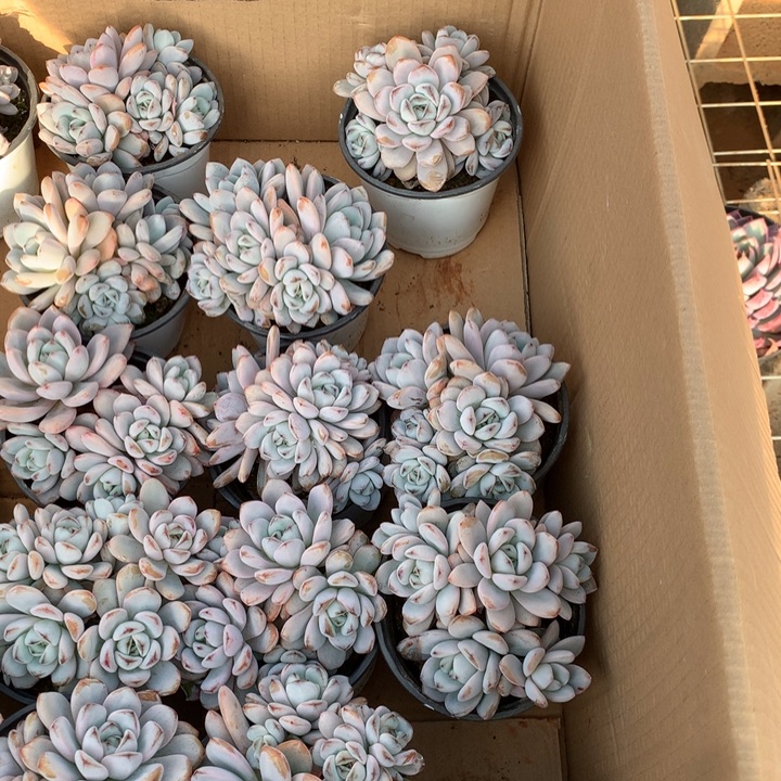 群生星星雪多肉植物两单包邮