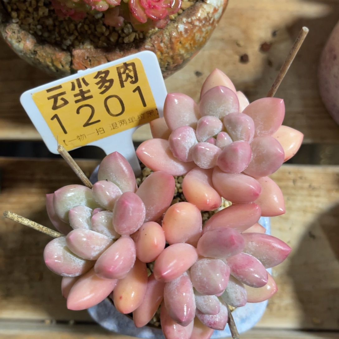 云尘多肉一物一拍不含盆1201