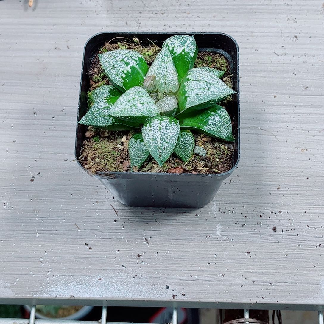 粉白银玉露一勿一拍