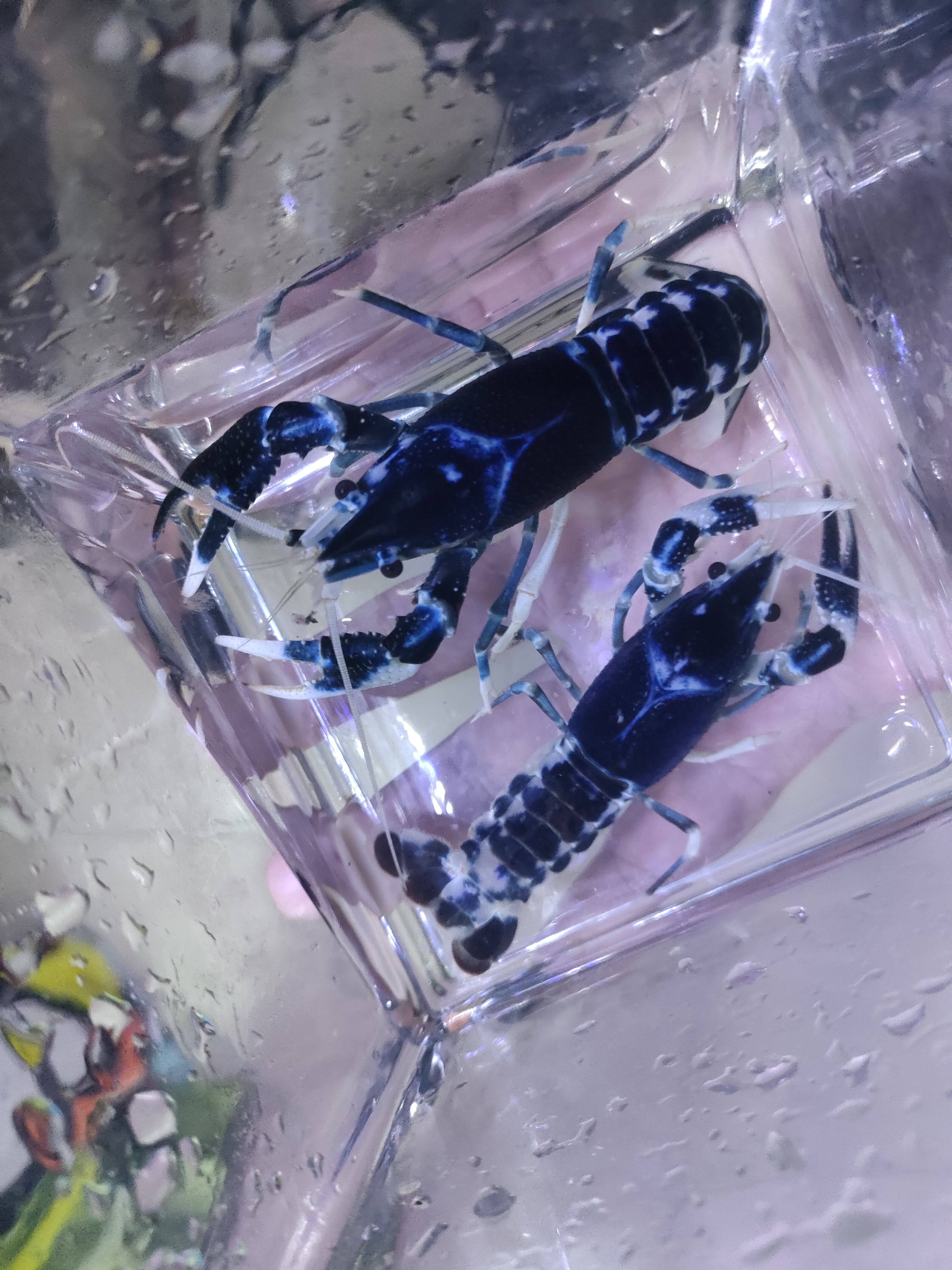 青花瓷鳌虾观赏虾淡水宠物虾稀有鳌虾水族新宠