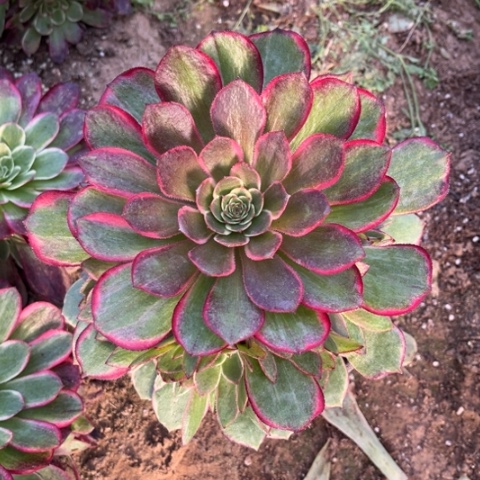 粉花妖周正捧花，多肉