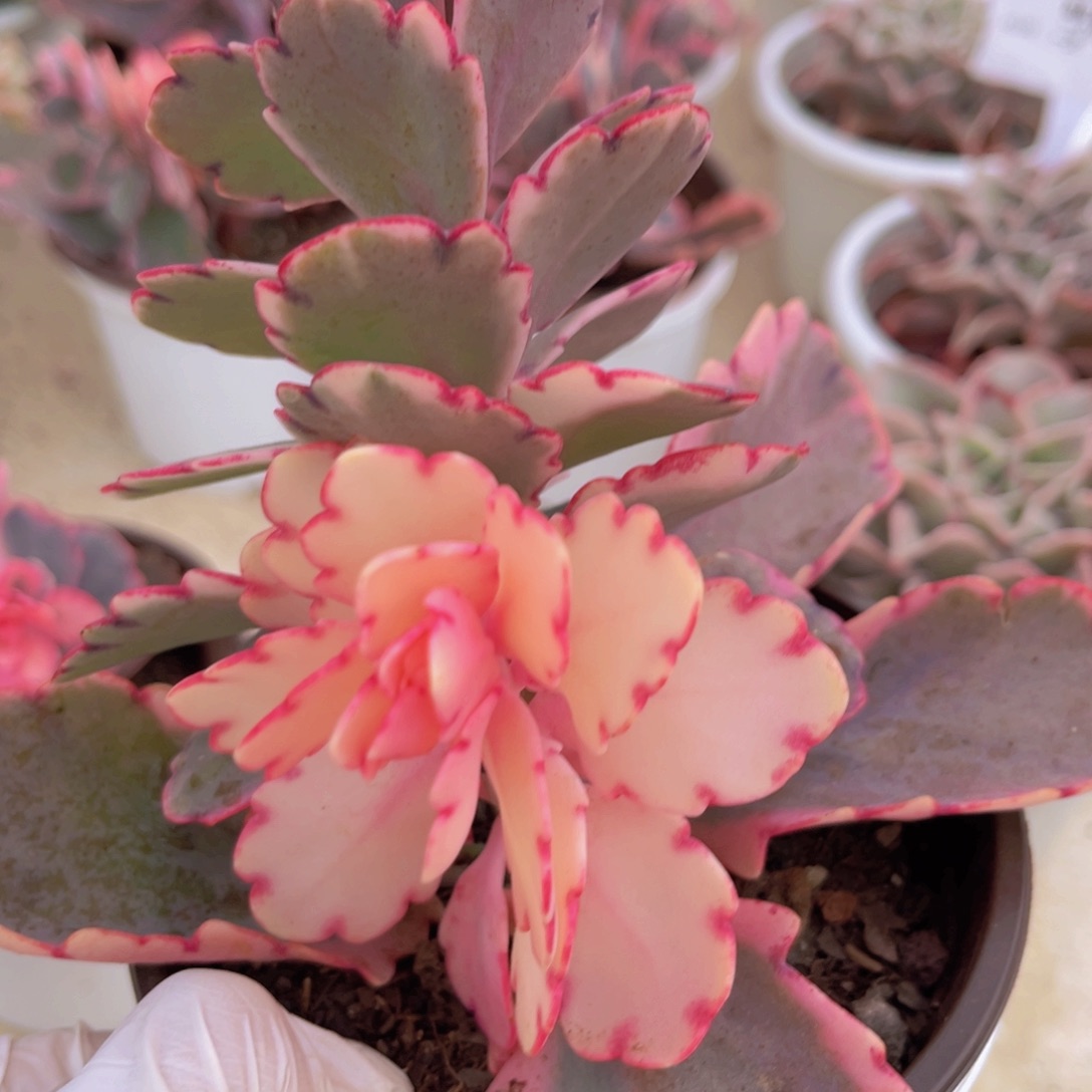 蝴蝶之舞1颗多肉