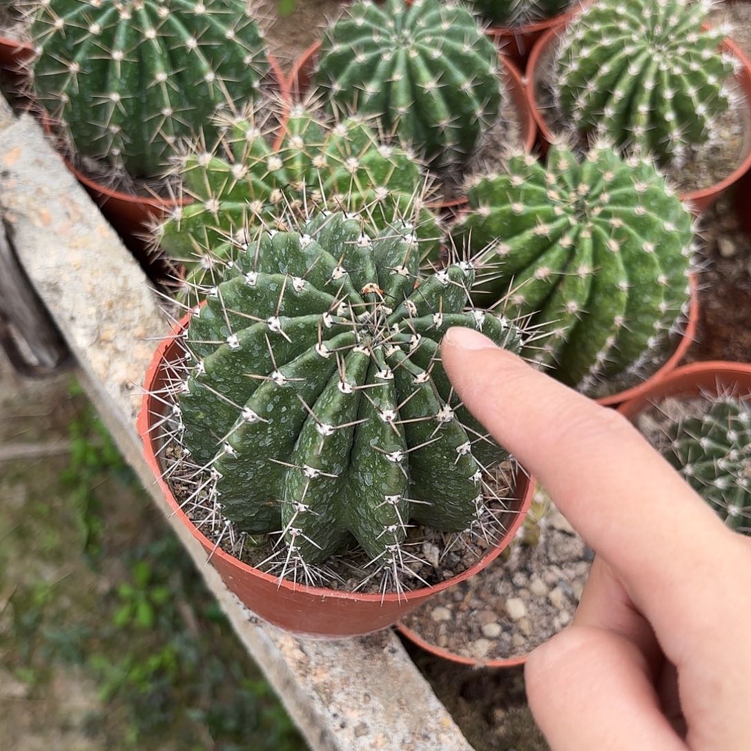 彩草羽毛系列8.5公分左右