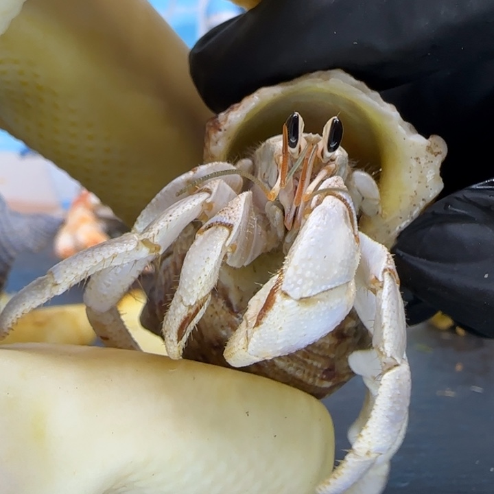 A99淡蓝白 干净西沙1.6cm口径