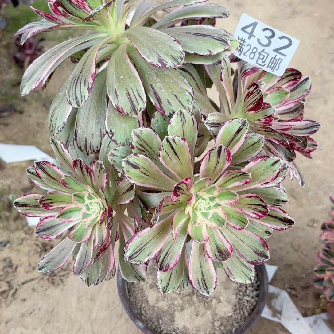 432v. 紧紧多肉111111